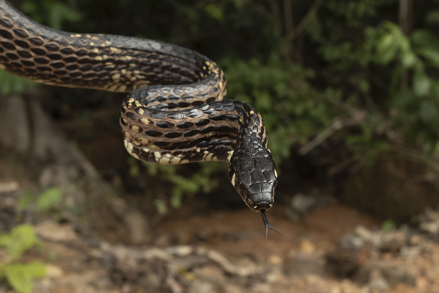 Imagem Expedição Cavalcante- da expedição de expedicoes/cavalcante_25